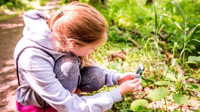 A girl uses her cell phone to identify a green plant. 