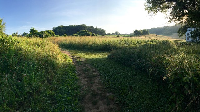 A trail cuts through the middle of a hay field. 