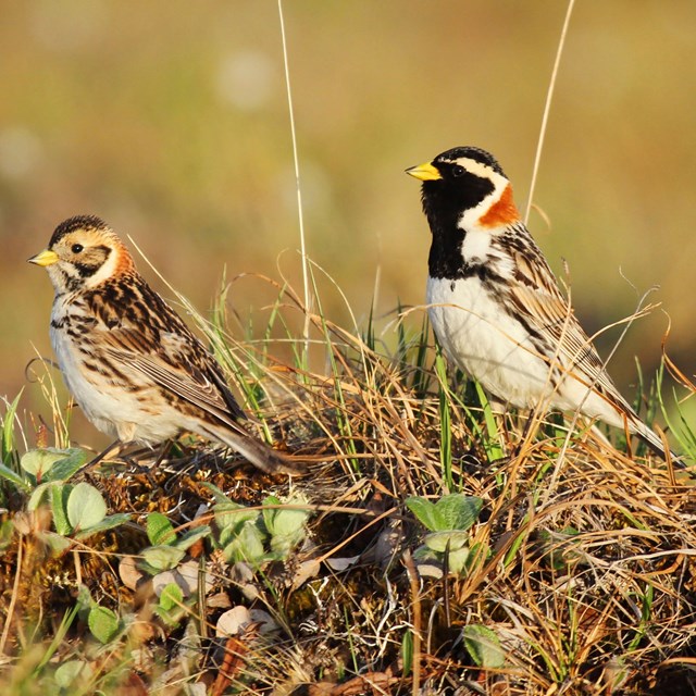 a pair of songbirds on the tundra, the male has a black throat and cap with a rufous neck