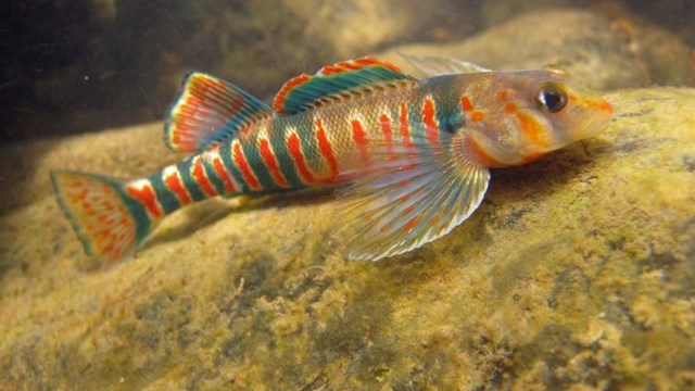 bright colored red and green striped fish