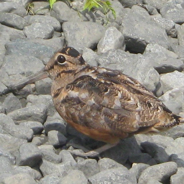 Short Stocky bird with long bill on rocks