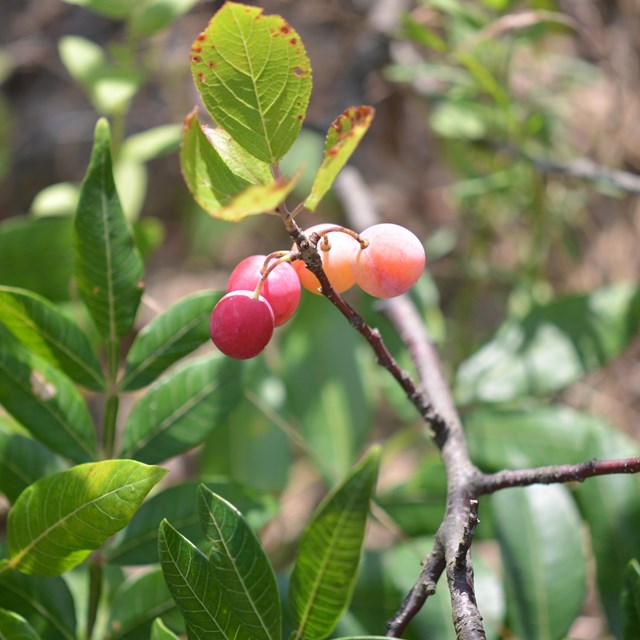 Reddish berries on shrub