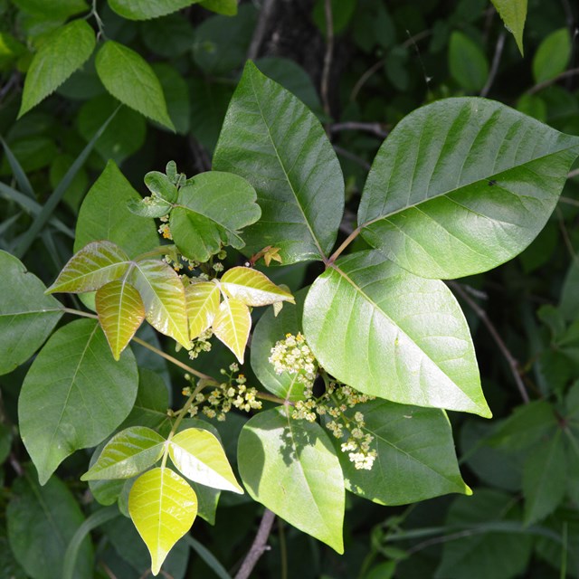 Shiny leaves of three indicate poison ivy