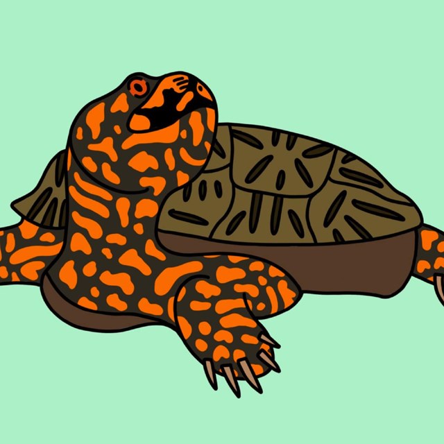 Drawing of Eastern Box Turtle