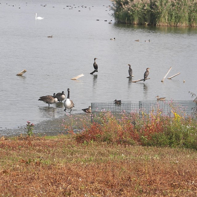 Jamaica Bay Summer Event Guide