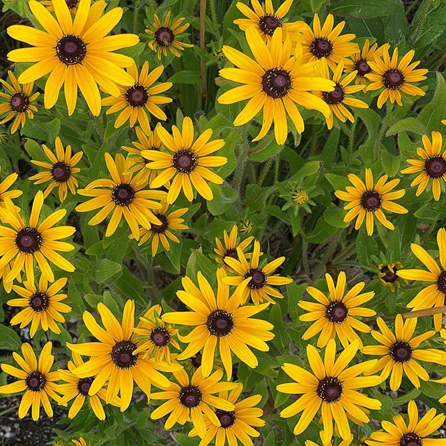 Field of Black-eyed susans. The flower has yellow petals and a black center (or eye).