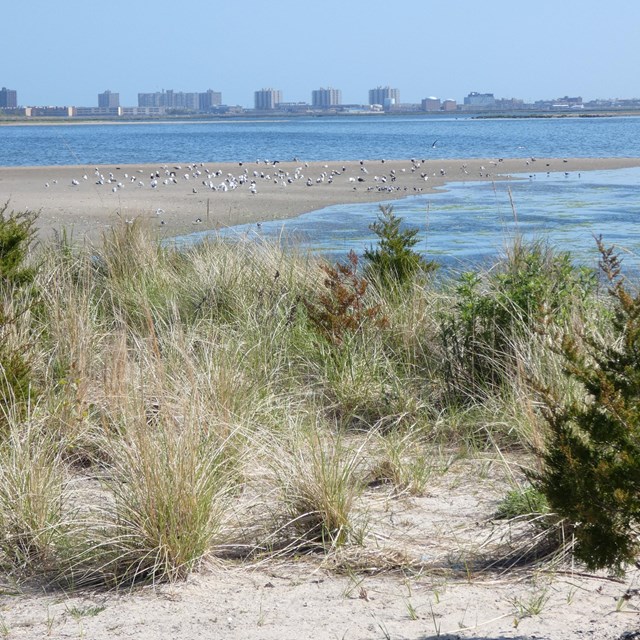 Pines and low grasses along the shoreline at Jamaica Bay's West Pond