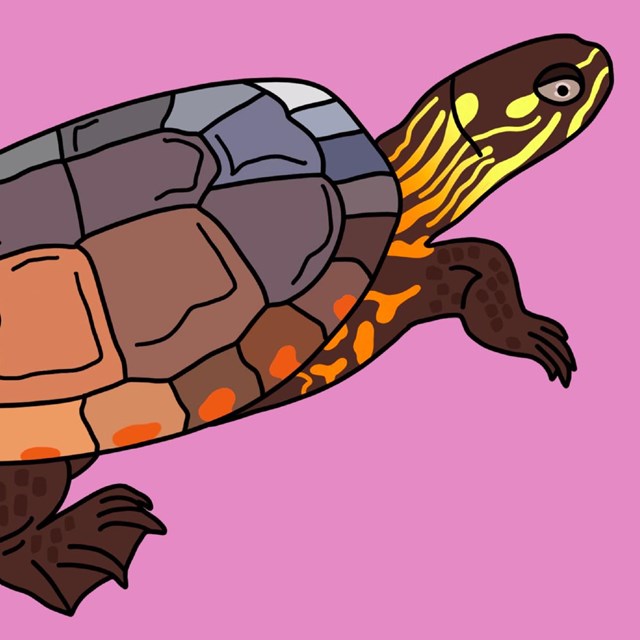 Drawing of painted turtle