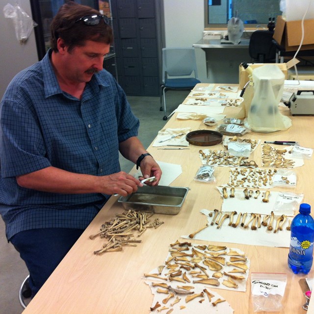 scientist sorting fossil bones