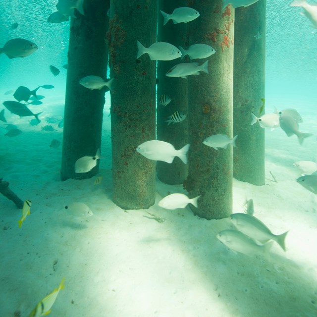 underwater fish and pier