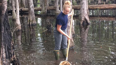 person in swamp using a net to sample aquatic organisms