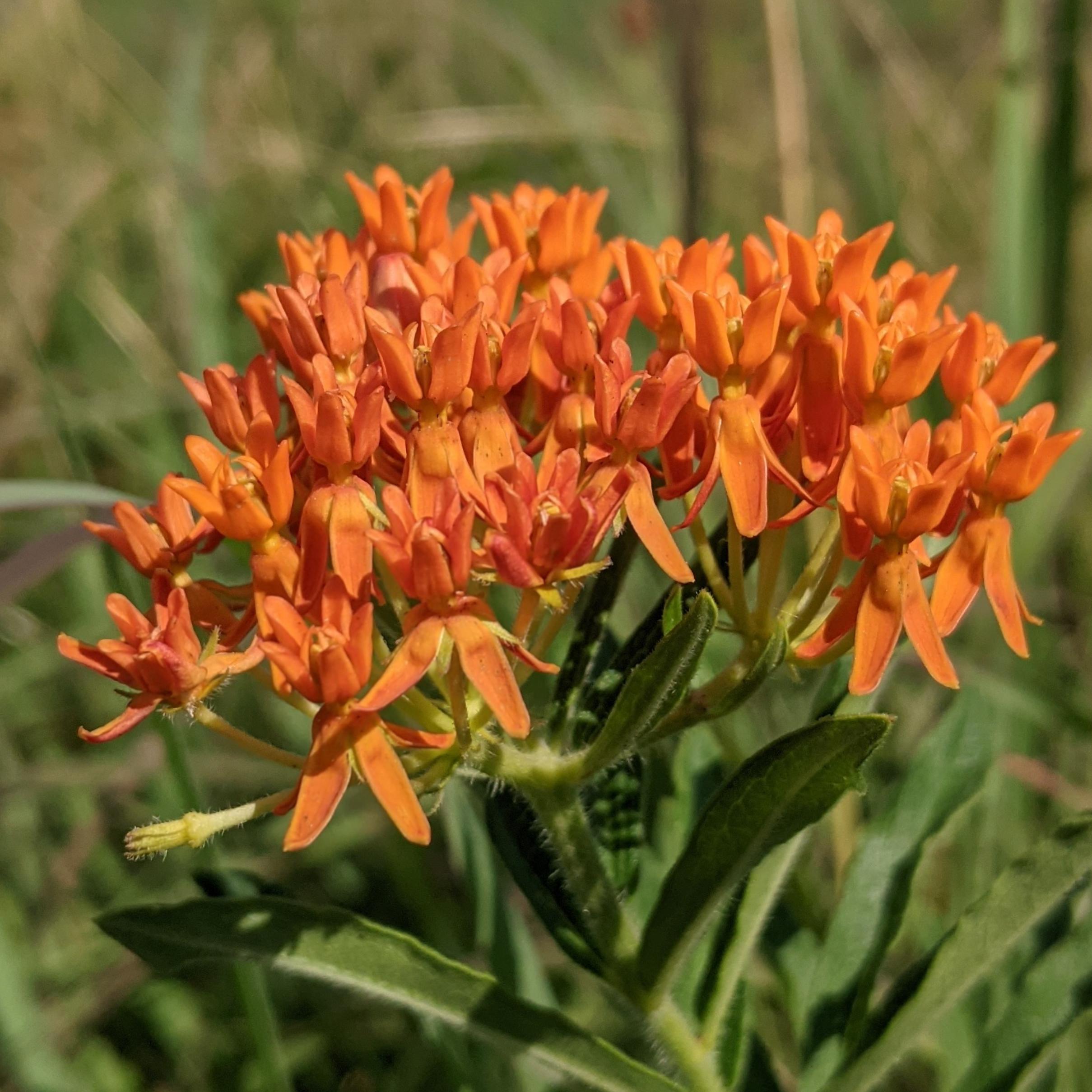 Butterfly Milkweed