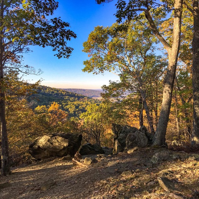 Fall foliage on trees with overview of mountain.