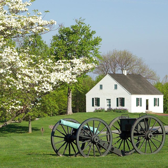 Two turquoise colored cannons sit on grass d near white flowered trees in front of a white home.