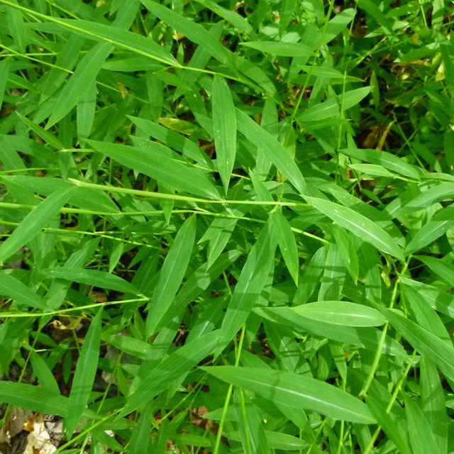 Wide leaf plant covering the ground