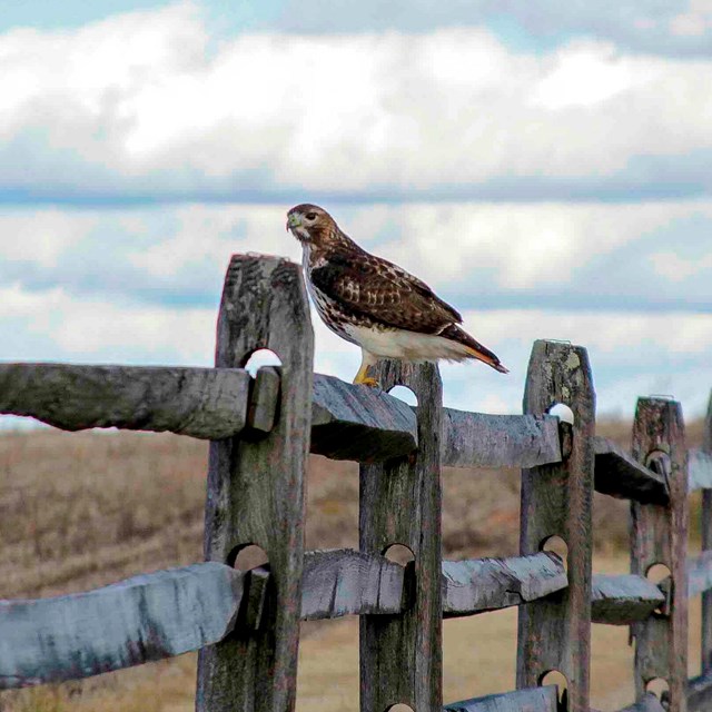A hawk perched on top of a wooden fence with a field in the background.