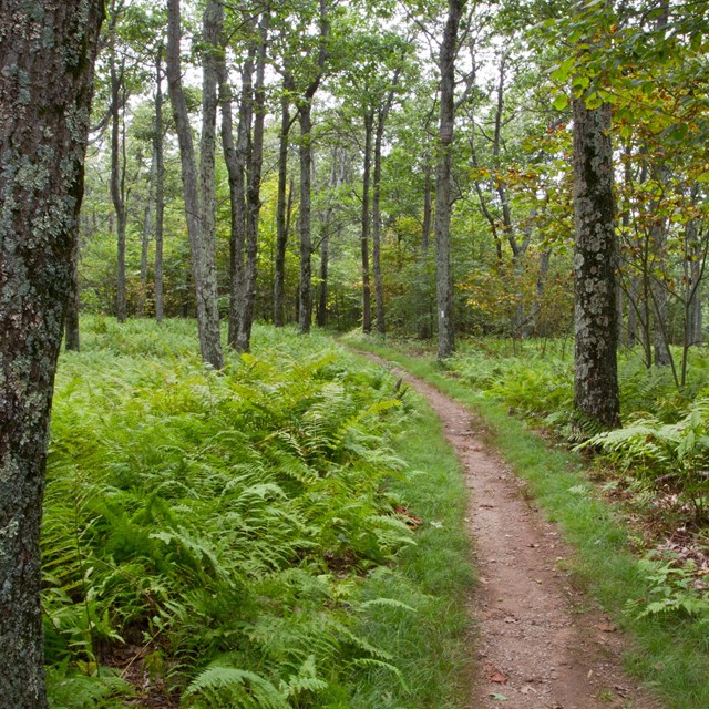 A brown dirt trail leads through a lush green forest with ferns and trees. 