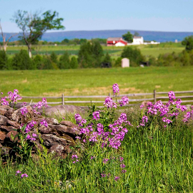 Pink wildflowers grow on the battlefield next to a stone wall. A red barn is in the distance.