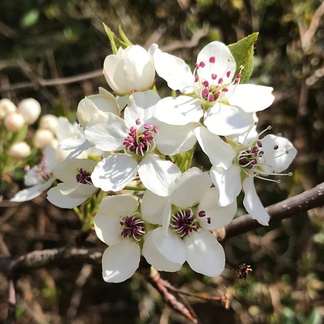 Flowers on a tree