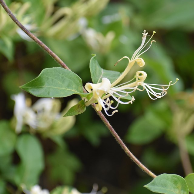 Flowers on a leafy vine