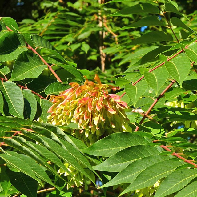 Leafy undergrowth in forested area