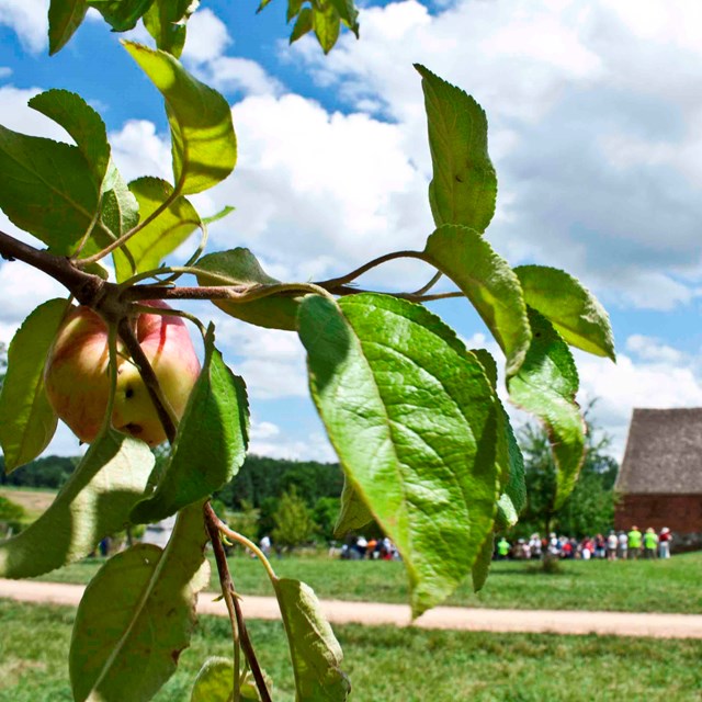 In the left foreground is an apple tree, in the right distance is the Trostle barn with people.