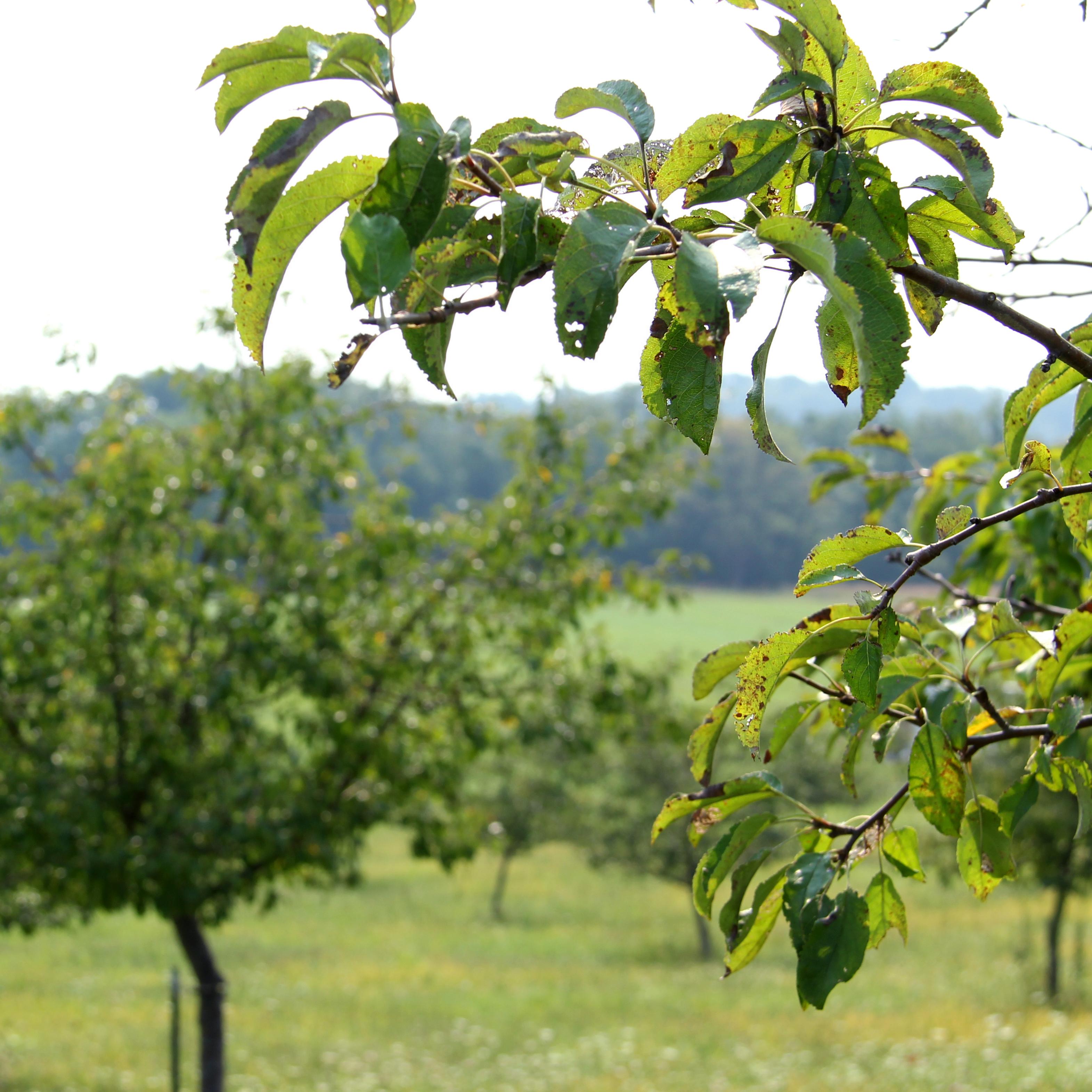 A leaf with trees in the background