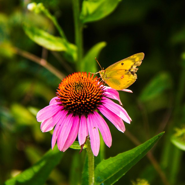 A yellow butterfly sits on a pink and orange flower amidst green grass.