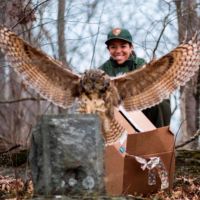 A female park ranger releases a great horned owl back into the wild. The owl spreads its brow wings.