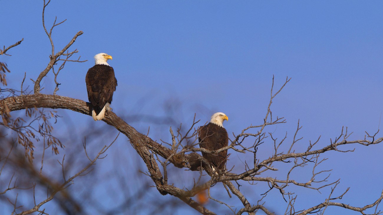 A pair of bald eagles sharing a tree branch