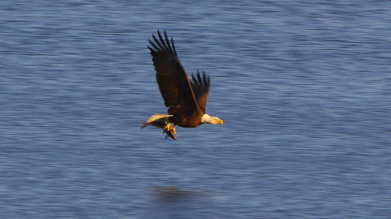 A bald eagle flying over water