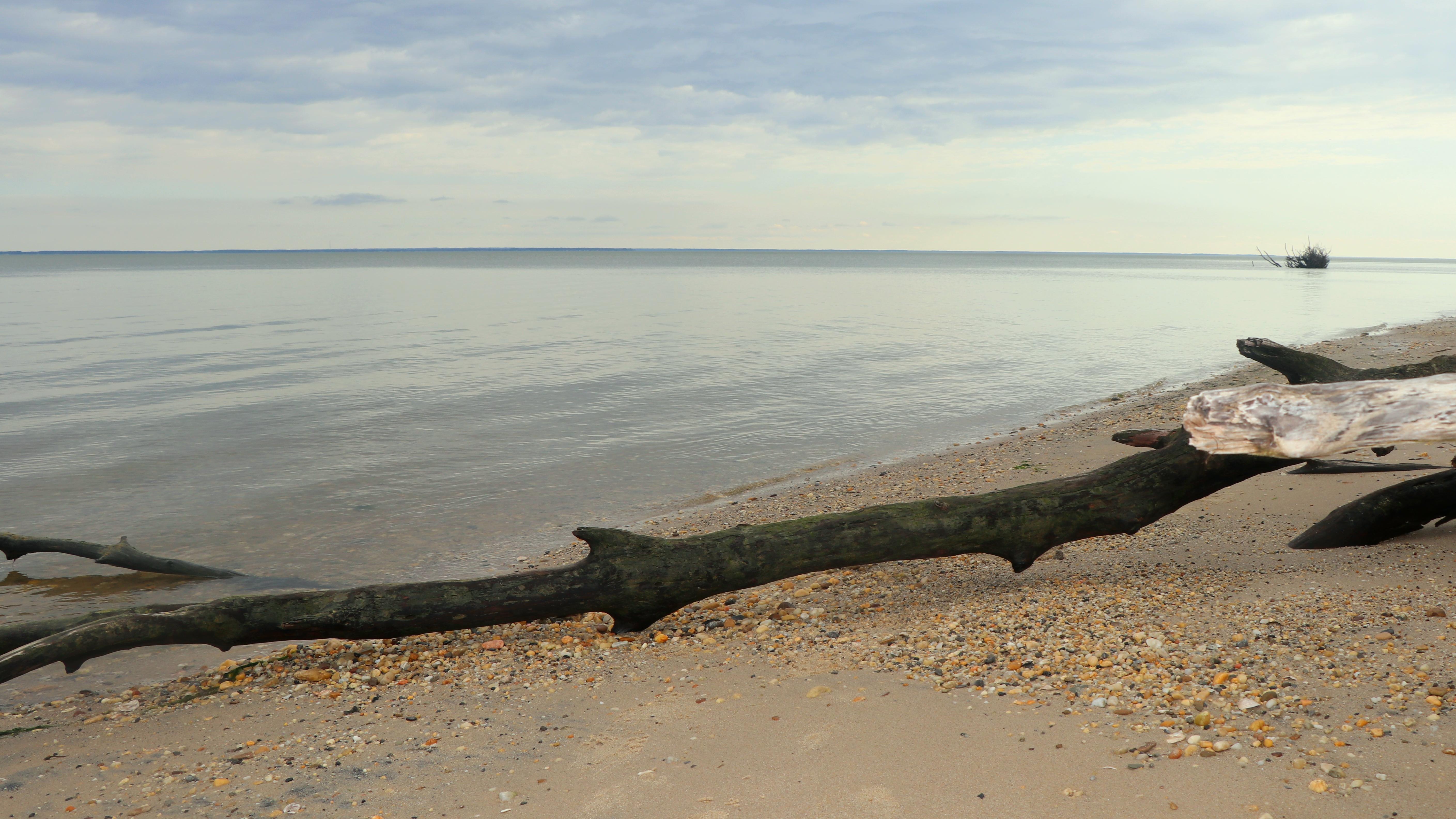 A beach with a large branch laying on the sand near the waterline.