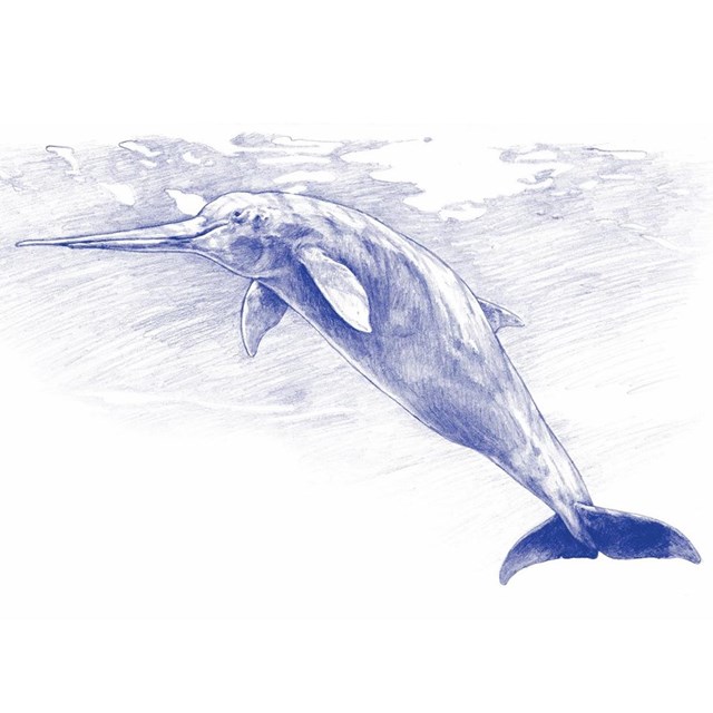 Artist, Tim Scheirer, reconstruction of extinct Miocene long-snouted eurhinodelphinid dolphin