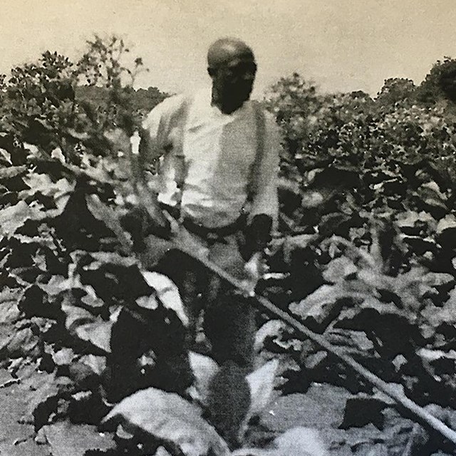 Sepia photo of Annanias Johnson working in a tobacco field.