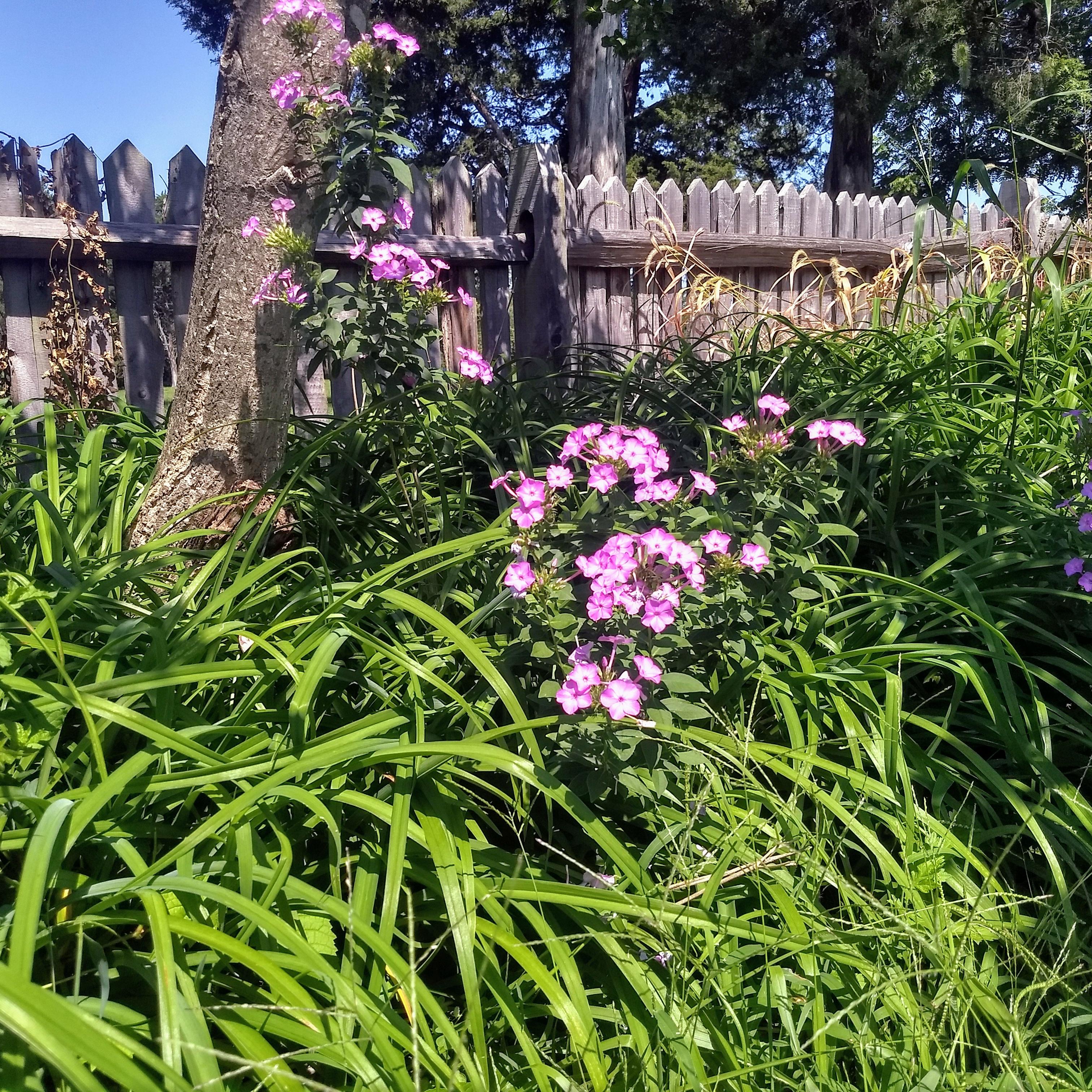 Nature at the Birthplace