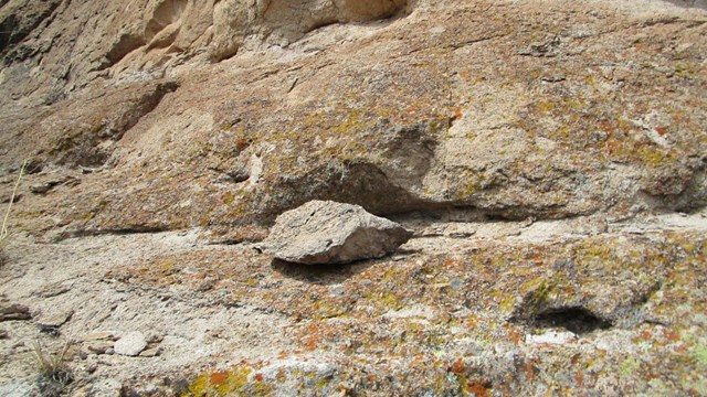 A Piece of Gila Conglomerate which is a yellowish rock with other rocks sticking out of it