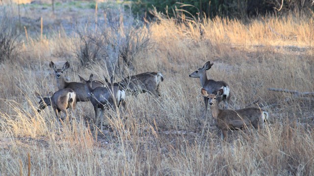 Herd of Mule deer