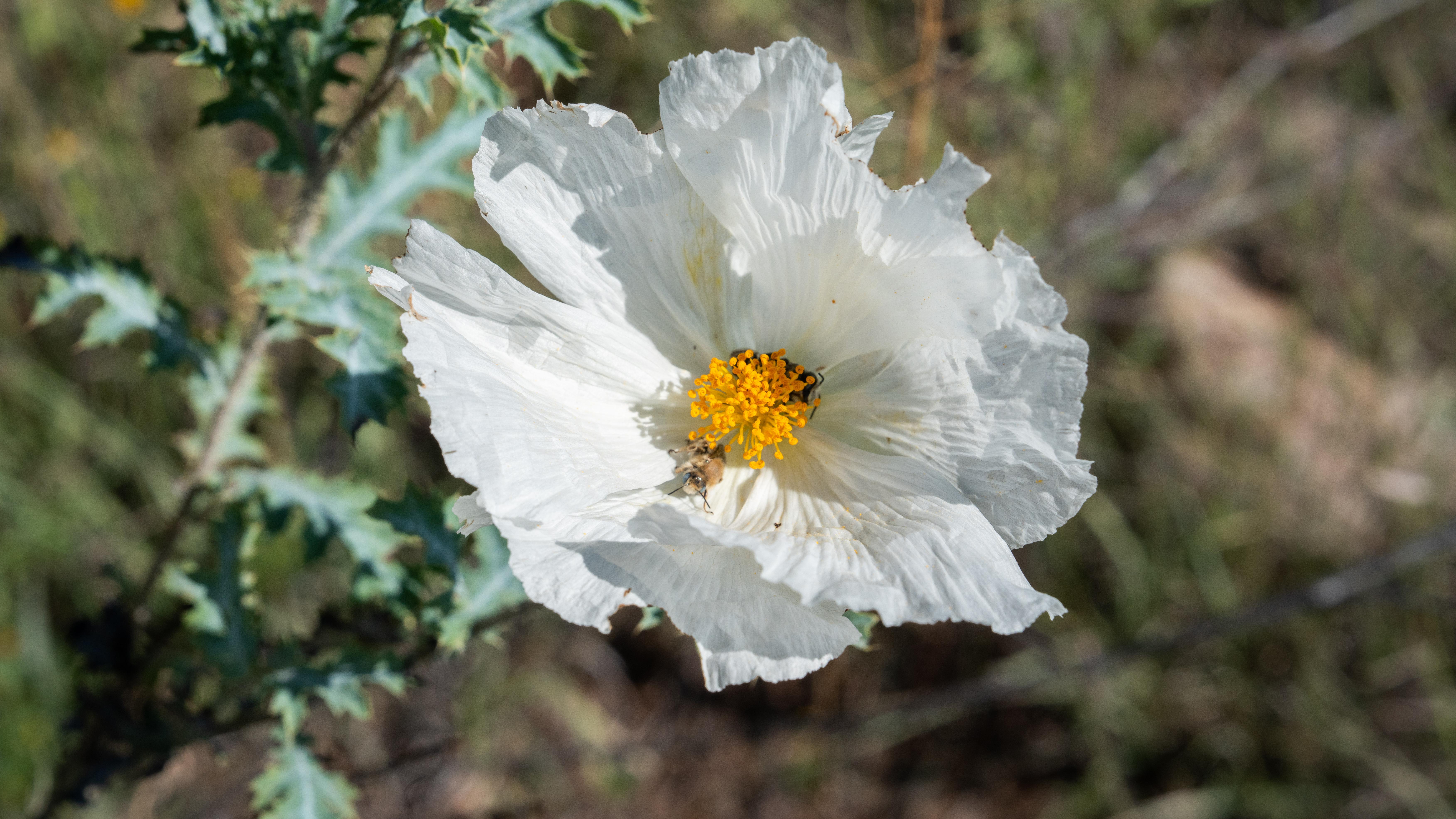 Southwestern Prickly Poppy flower in bloom, showcasing its large, delicate white petals.