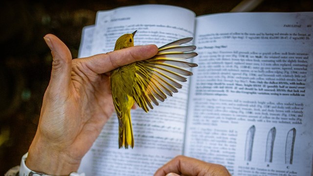 A park ranger handles a yellow bird. 