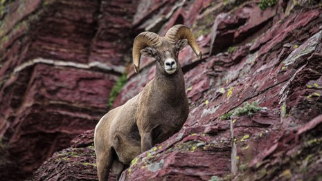 Bighorn sheep on a cliff