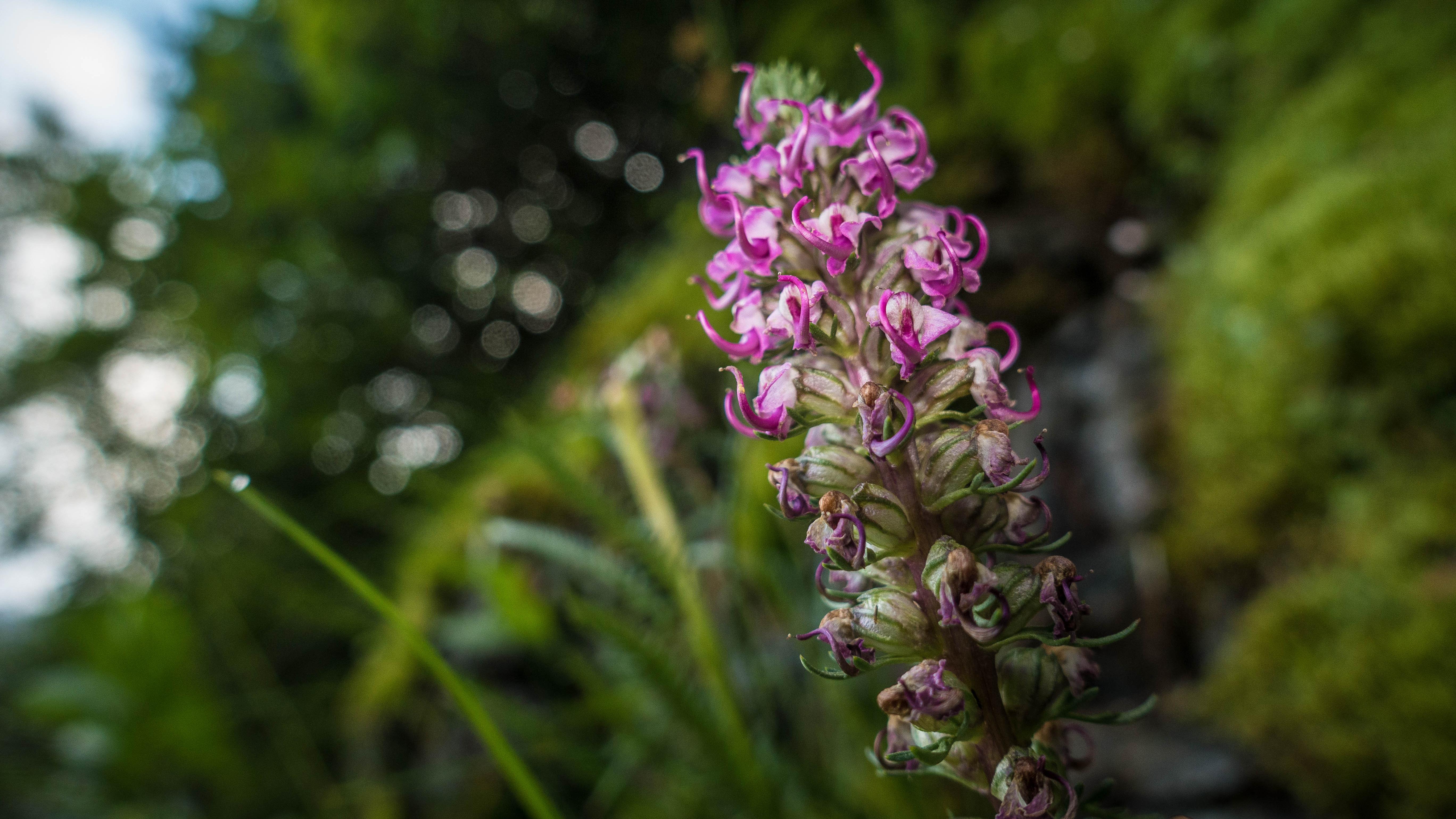 A bright curving trunked flower. 