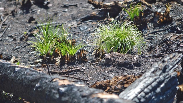 image of burned vegetation after a wildland fire