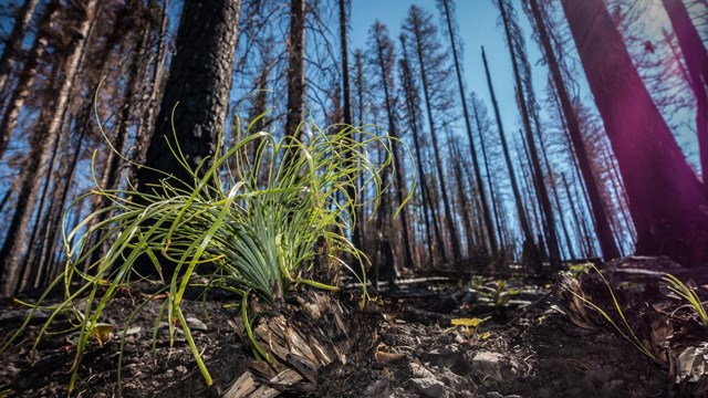 A verdant, green tuft of beargrass resprouts, contrasting with the burned forest around it.