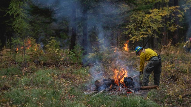 Fire staff burn piles in a freshly thinned forest.