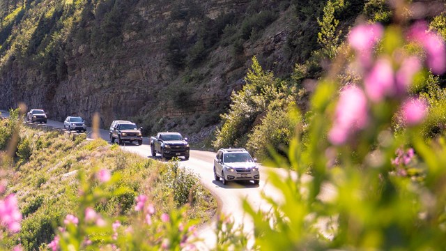 A line of cars driving up a mountain road in the sun with flowers in the foreground. 