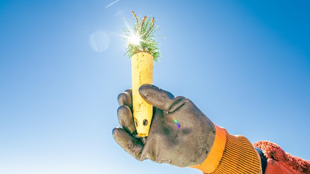 A person holds a plant seedling in the air. 