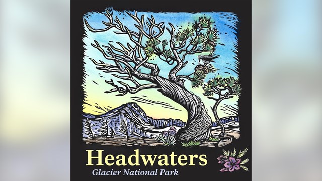 Cover art for season two of headwaters: a painting of a whitebark pine
