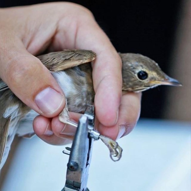 A small brown bird is held in a hand and pliers fasten a silver band around its right left.