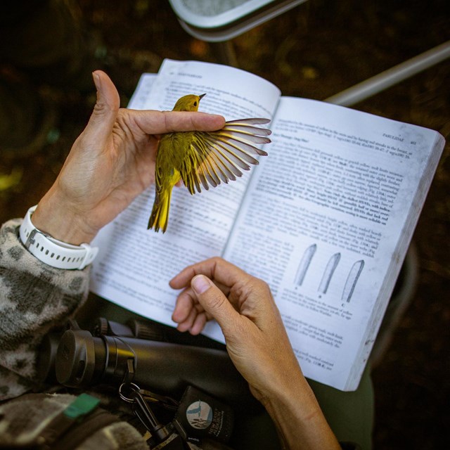 A gray bird with yellow wing tips is held by a human hand over a bird reference book.