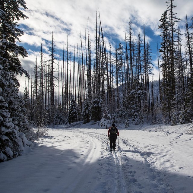 Visitor skiing the road to Fish Creek